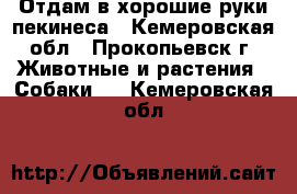 Отдам в хорошие руки пекинеса - Кемеровская обл., Прокопьевск г. Животные и растения » Собаки   . Кемеровская обл.